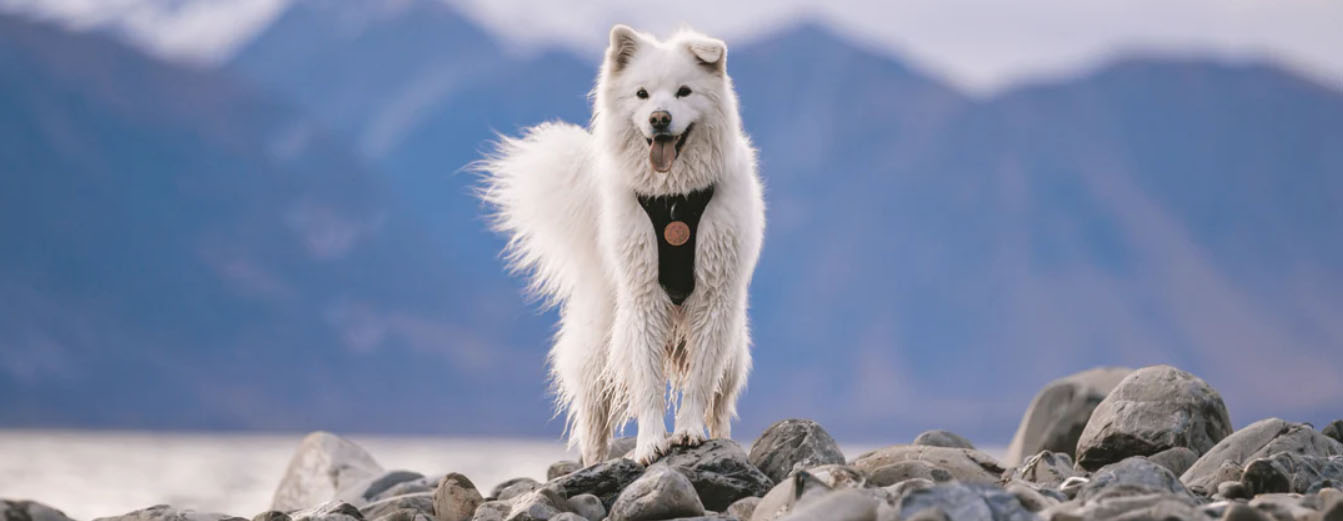 Mascotas Productos Tienda -Mascotas Productos Tienda sdff